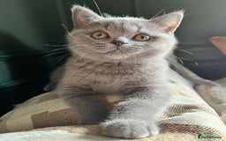 British Shorthair cats for sale: Kind Souls Fluffy Coats British Shorthair Kittens - Image 30