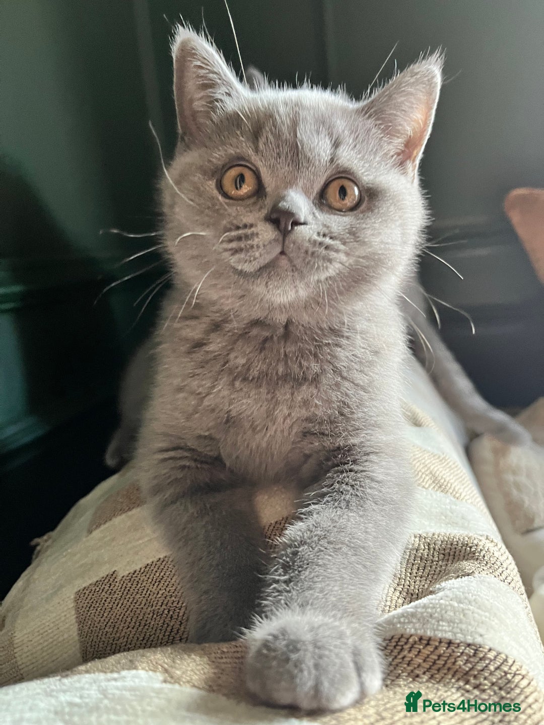 British Shorthair cats for sale: Kind Souls Fluffy Coats British Shorthair Kittens - Image 30