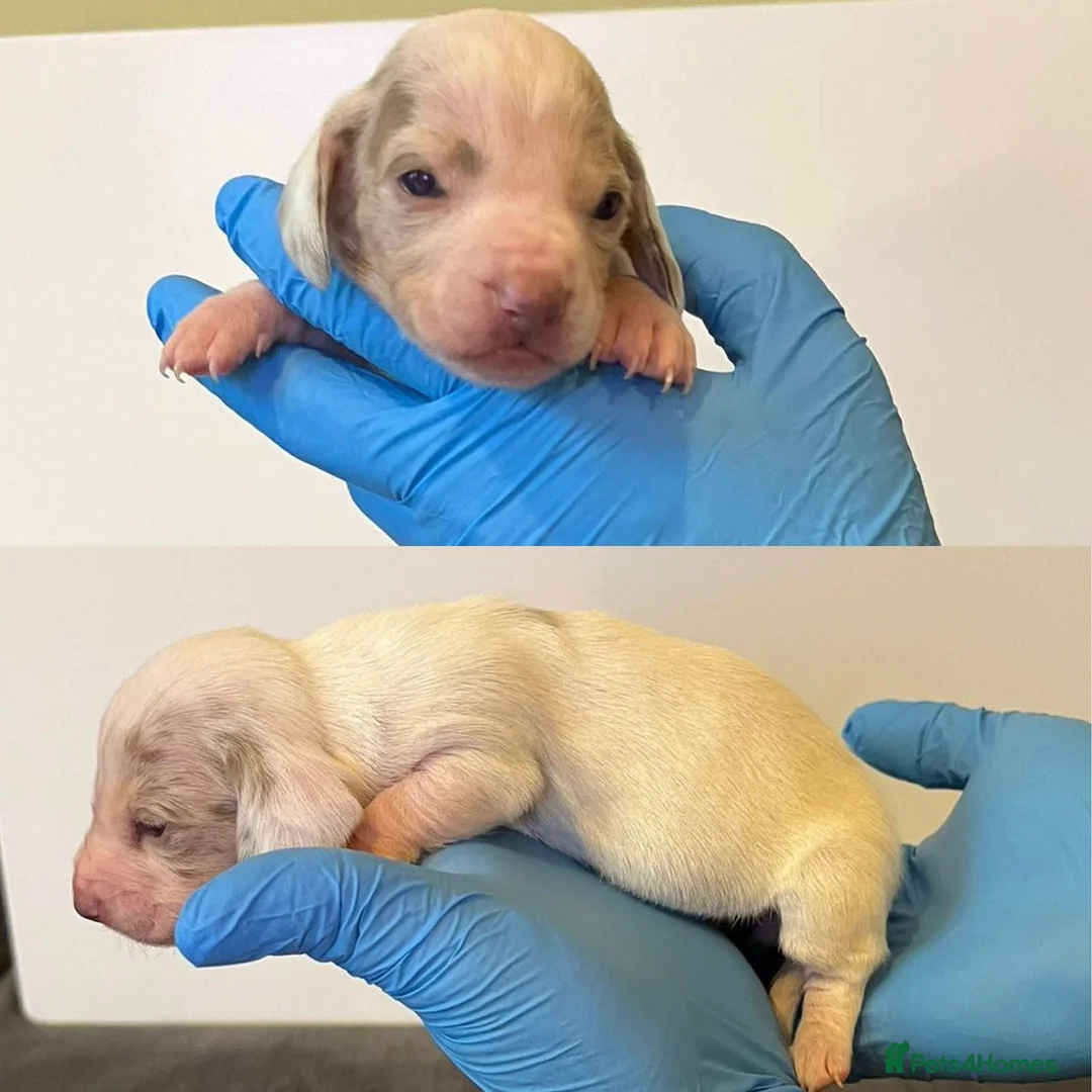 Miniature Dachshund dogs for stud: **RogueRoyales Hennessy** PRA Clear Isabella & Tan in Wolverhampton - Advert 16