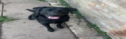 Labrador Retriever dogs for sale: 1 Year Old Looking for an Experienced,Active Home - Advert 2