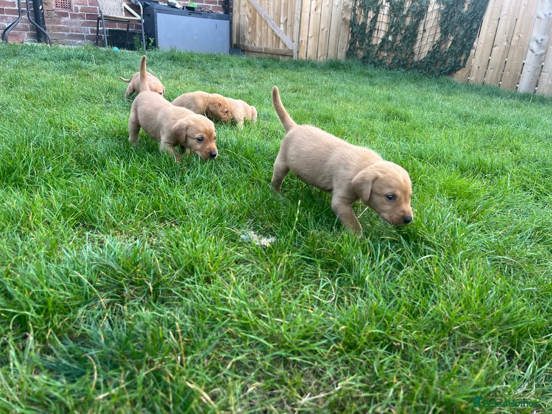 Labrador Retriever dogs for sale: Beautiful fox red Labrador pups 🐶  - Image 6