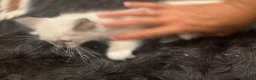 Ragdoll cats for sale: Ragdoll kittens GCCF - Advert 6