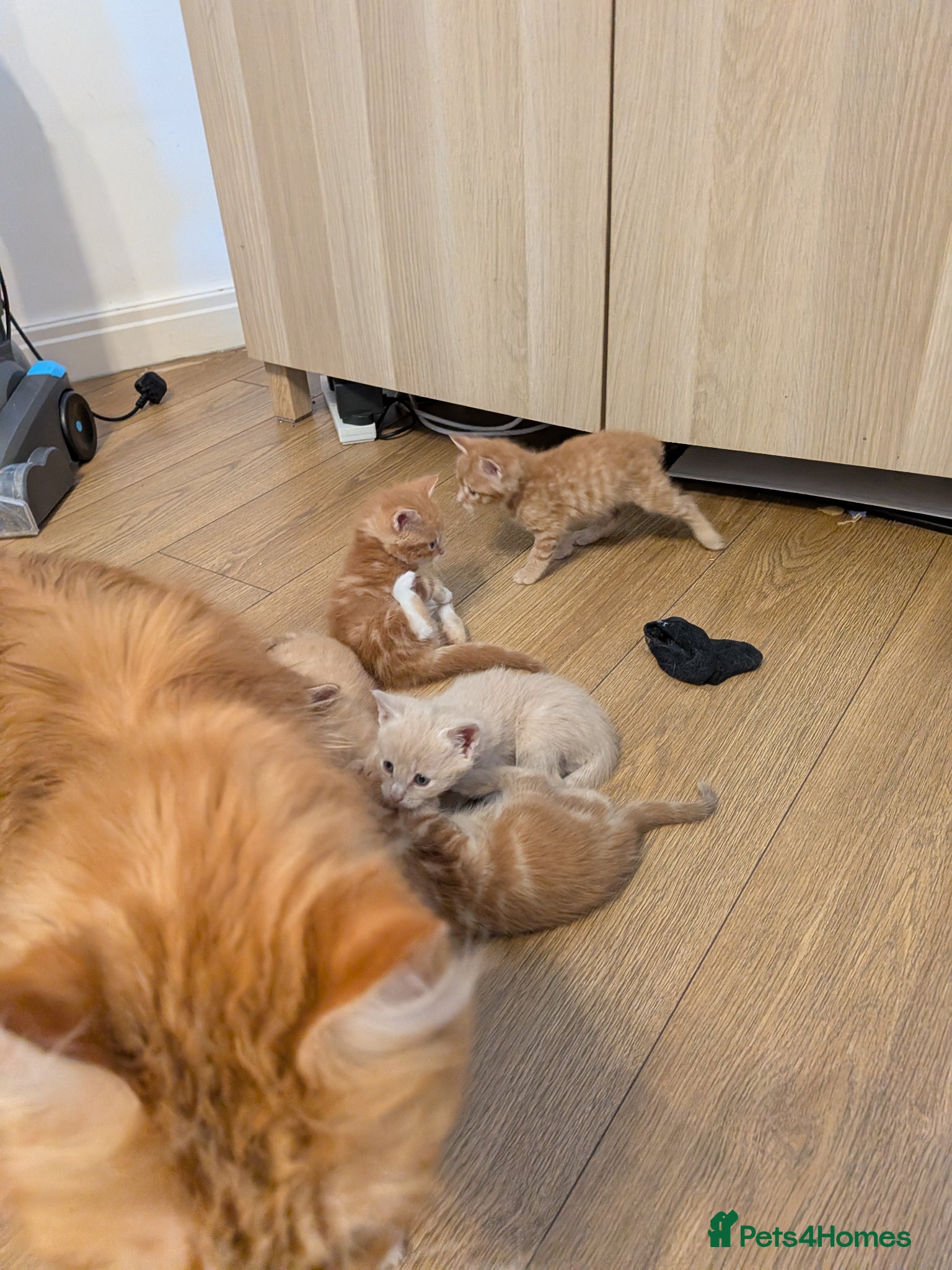 Maine Coon cats Maincoon mom 3 1/4 Maincoon dad  - Advert 7