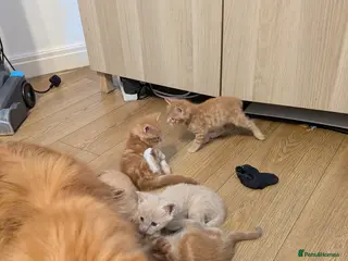Maine Coon cats Maincoon mom 3 1/4 Maincoon dad - Advert 1