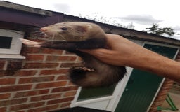 Ferret rodents for sale: Hob ferrets x2 and cage  - Image 6