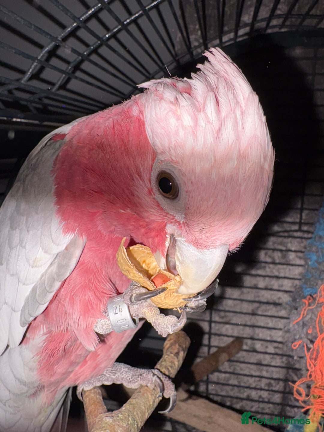 Parrots birds for sale: Galah cockatoo - Advert 6