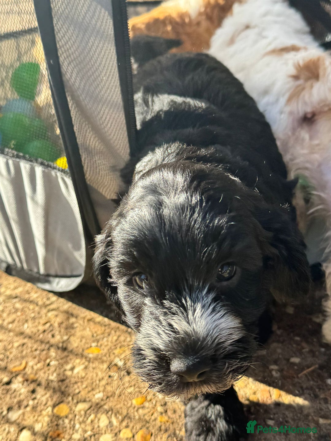 Cockapoo dogs for sale: Cockerpoo pups looking for forever homes - Image 7