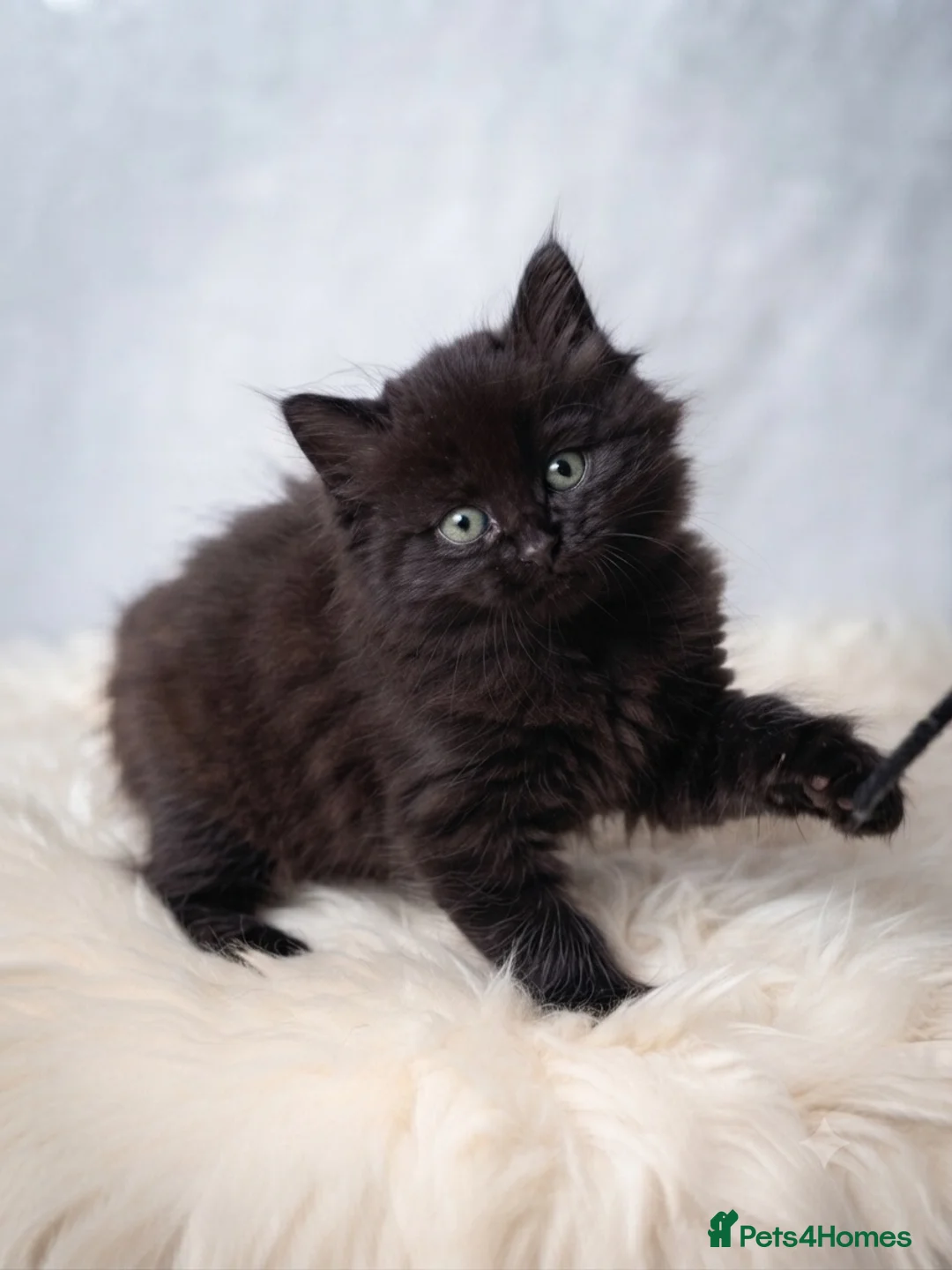 Ragdoll cats for sale: Stunning Ragdoll x Persian Kittens‼️ - Advert 7