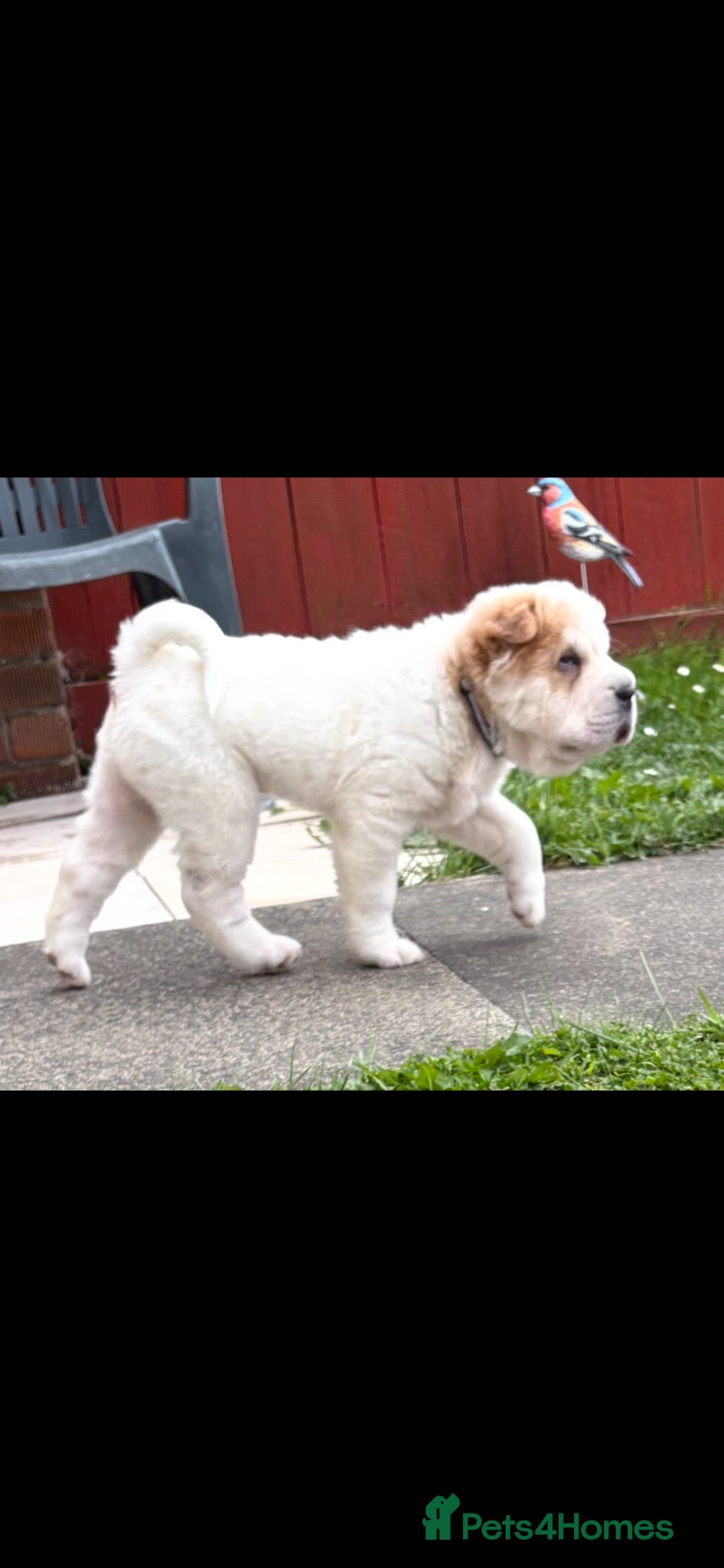 Shar Pei dogs Bear coat 1 boy left REDUCED!!! Rkc sharpei  - Advert 2