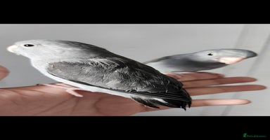 Budgerigars birds - Advert 14