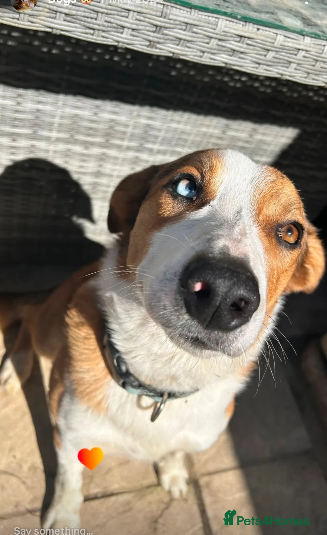 Border Collie dogs for stud: Merle Collie for Stud  in Saint Leonards-on-sea - Advert 4