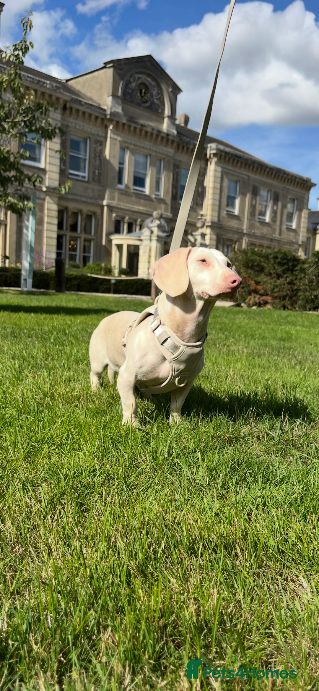 Miniature Dachshund dogs for sale: Beyond Exclusive Luxury Pink  - Image 1