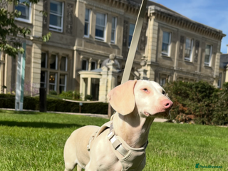 Miniature Dachshund dogs - Advert 2