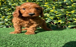 Cavapoo dogs for sale: Health checked Red cavapoo puppies - Image 3