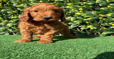 Cavapoo dogs - Advert 1