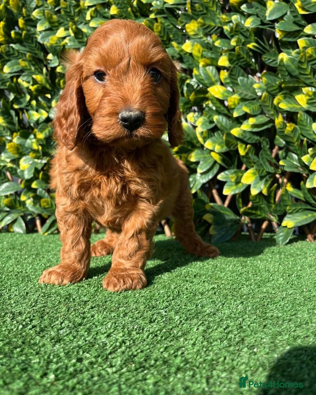 Cavapoo dogs for sale: Health checked Red cavapoo puppies - Image 3