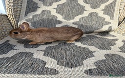 Netherland Dwarf rabbits for sale: Adult Netherlands dwarf doe. - Image 13