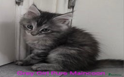 Maine Coon cats for sale: Maincoon Kitten For Sale - Image 22