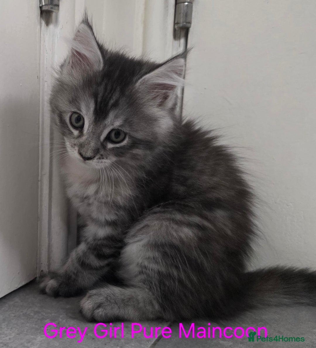 Maine Coon cats for sale: Maincoon Kitten For Sale - Image 22