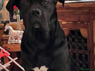 Cane Corso dogs for sale - Advert 1