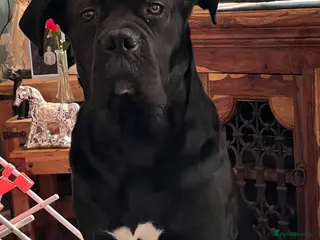Cane Corso dogs Cane Corso puppies - Advert 11