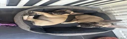 French Bulldog dogs for sale: Female fawn coat and a black mask. - Advert 5