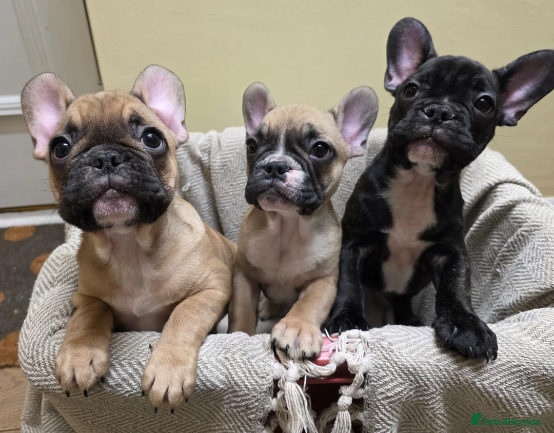 French Bulldog dogs for sale: Beautiful French bulldog  - Advert 1
