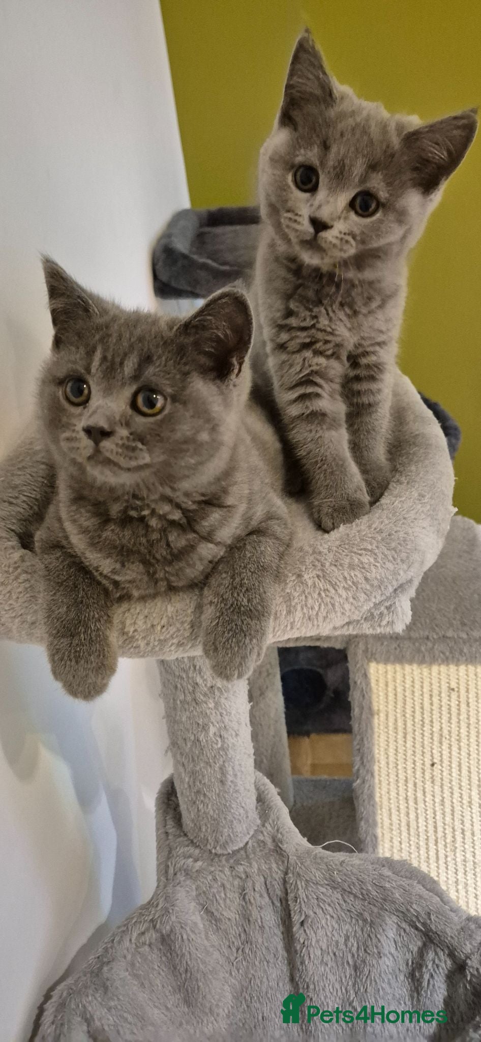British Shorthair cats Last 2 BSH kittens- Blue Male/Female Vaccinated  - Advert 4