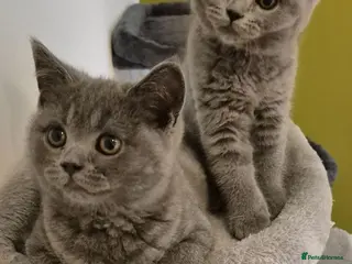 British Shorthair cats Last 2 BSH kittens- Blue Male/Female Vaccinated - Advert 1