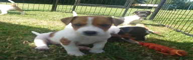 Jack Russell 3