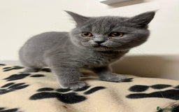 British Shorthair cats for sale: 3 BSH female kittens remaining-  ready now.  - Image 2