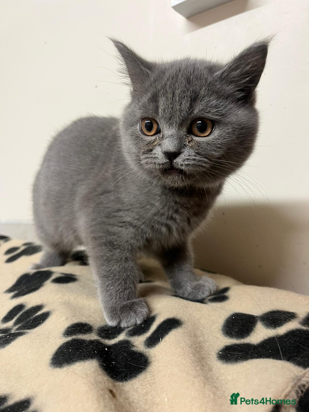 British Shorthair cats for sale: 3 BSH female kittens remaining-  ready now.  - Image 2