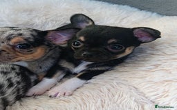 Mixed Breed dogs for sale: Chihuahua with a bit of French Bulldog puppies - Advert 32