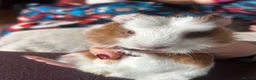 Guinea Pig rodents for sale: Baby Guinea pigs  - Advert 2