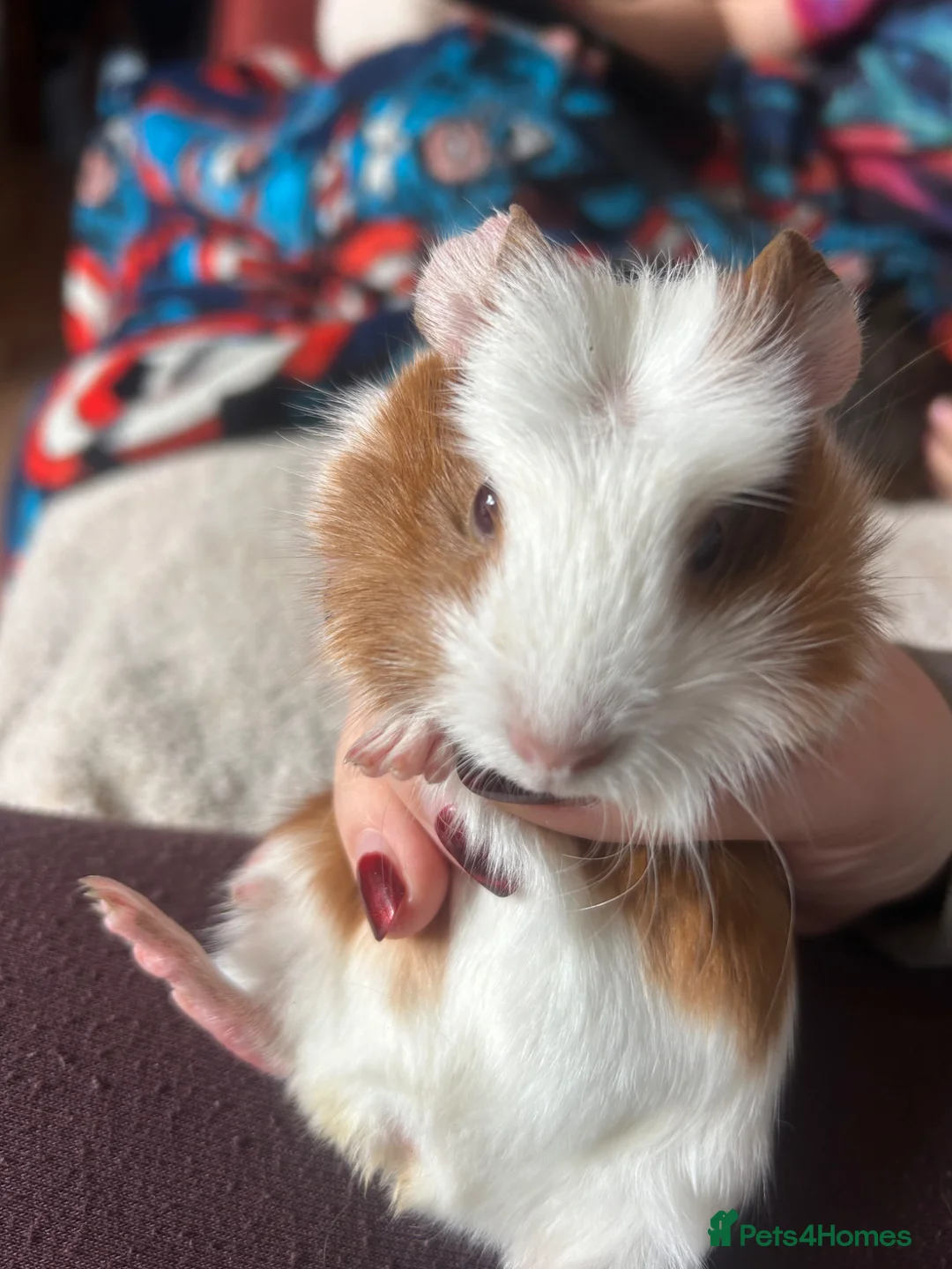 Guinea Pig rodents for sale: Baby Guinea pigs  - Advert 2