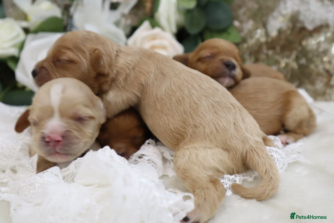 Cavapoo dogs for sale: *HEALTH TESTED* CAVAPOO PUPPIES - Image 22