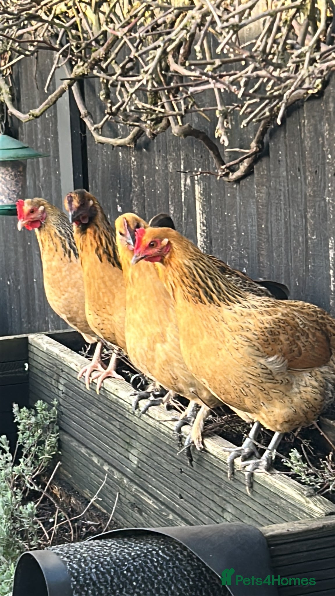 Mixed Breed poultry Mixed bantam hens - Advert 1