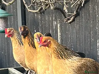 Mixed Breed poultry Mixed bantam hens - Advert 1