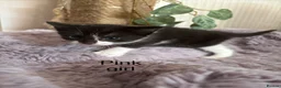 Mixed Breed cats for sale: Fluffy black and white kittens  - Advert 8