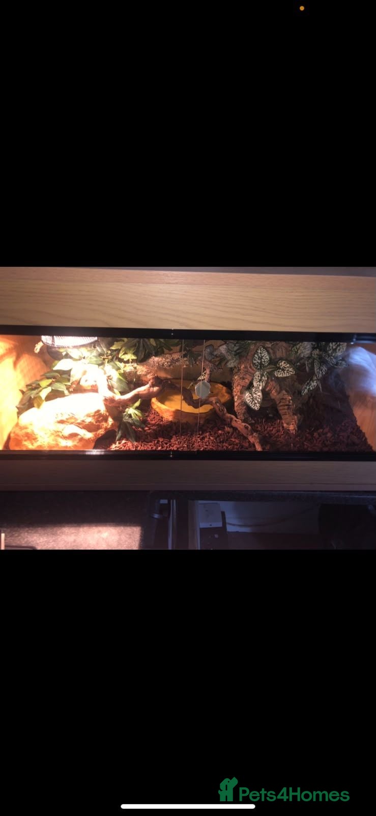 Boa Snake reptiles Boa snake and Vivarium  - Advert 2