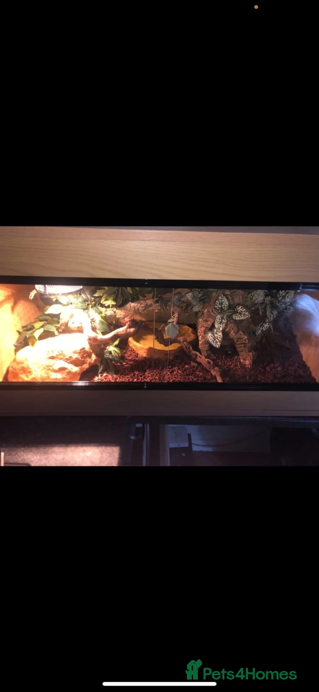 Boa Snake reptiles for sale: Boa snake and Vivarium  - Advert 2