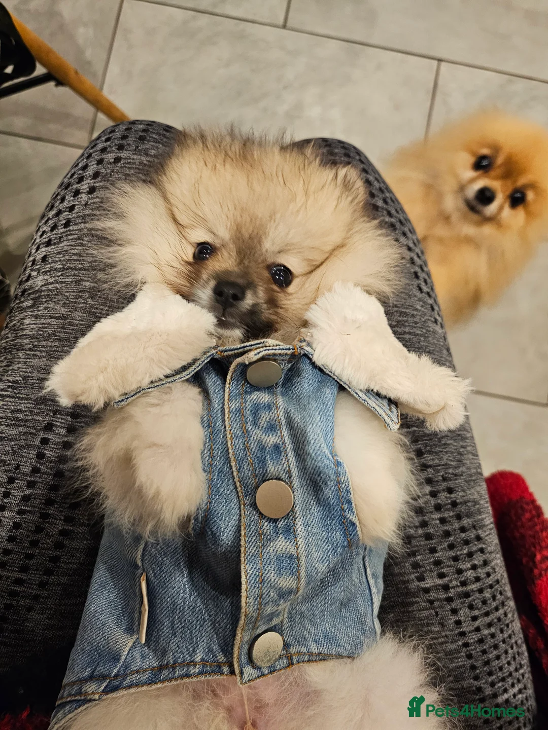 Pomeranian dogs for sale: Laura - Advert 12