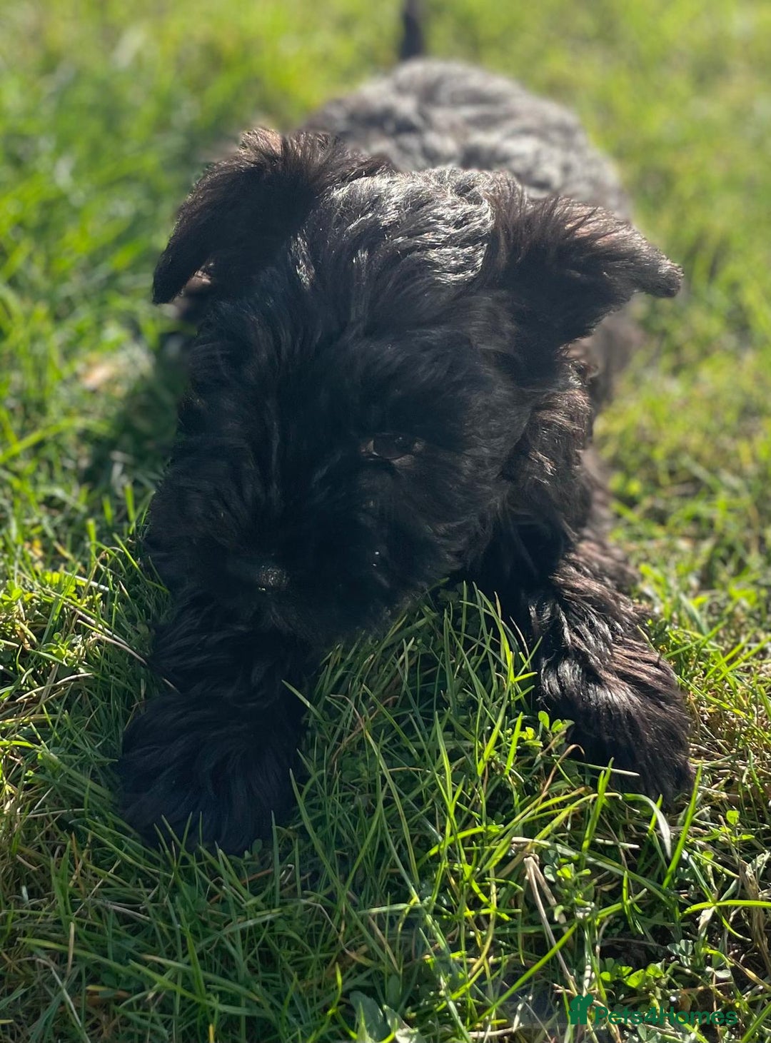 Miniature Schnauzer dogs for sale: KC Pedigree Mini Schnauzer - Advert 39