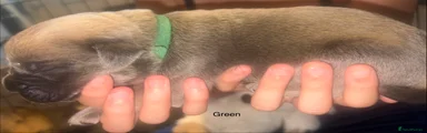 Mixed Breed Puppy 10