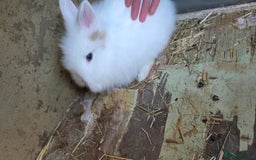 Lionhead rabbits for sale: Three beautiful purebred lion head babies  - Image 9