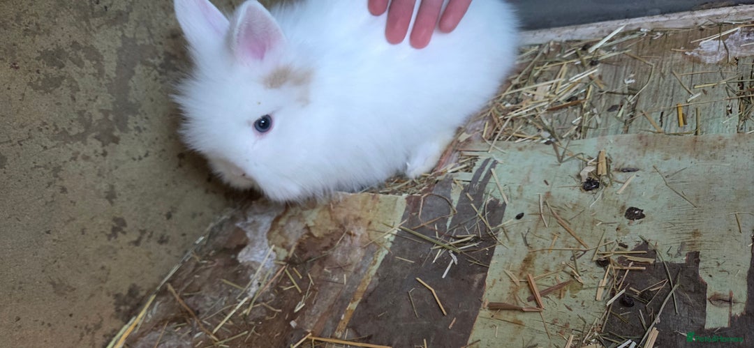 Lionhead rabbits for sale: Three beautiful purebred lion head babies  - Image 9