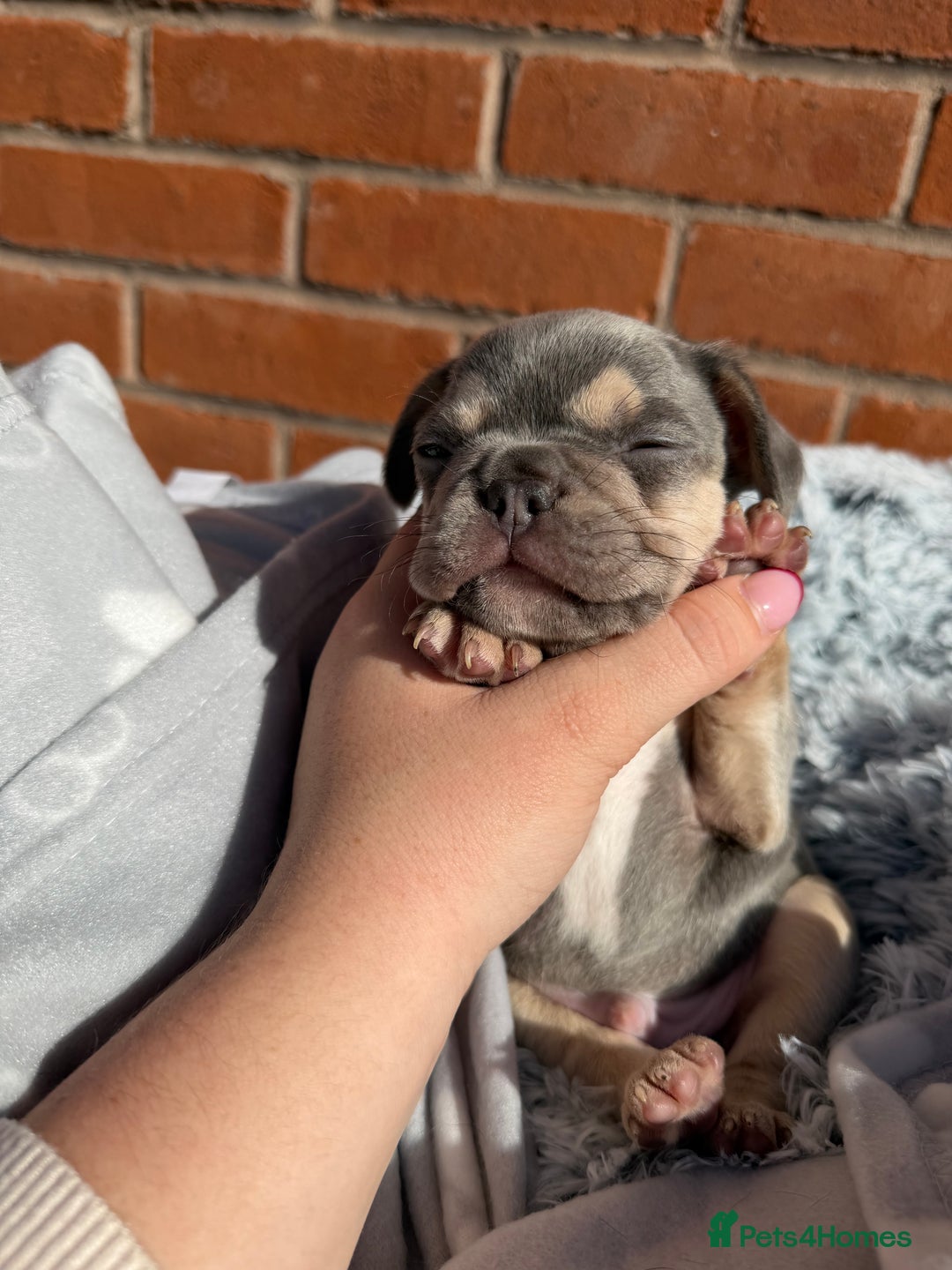 French Bulldog dogs for sale: 7 BEAUTIFUL FRENCHIE PUPPIES FOR SALE 🐾🐶  - Image 13