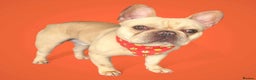 French Bulldog dogs for sale: Ronnie Frenchie  - Advert 8