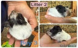 Guinea Pig rodents for sale: Beautiful baby guinea pigs  - Image 7