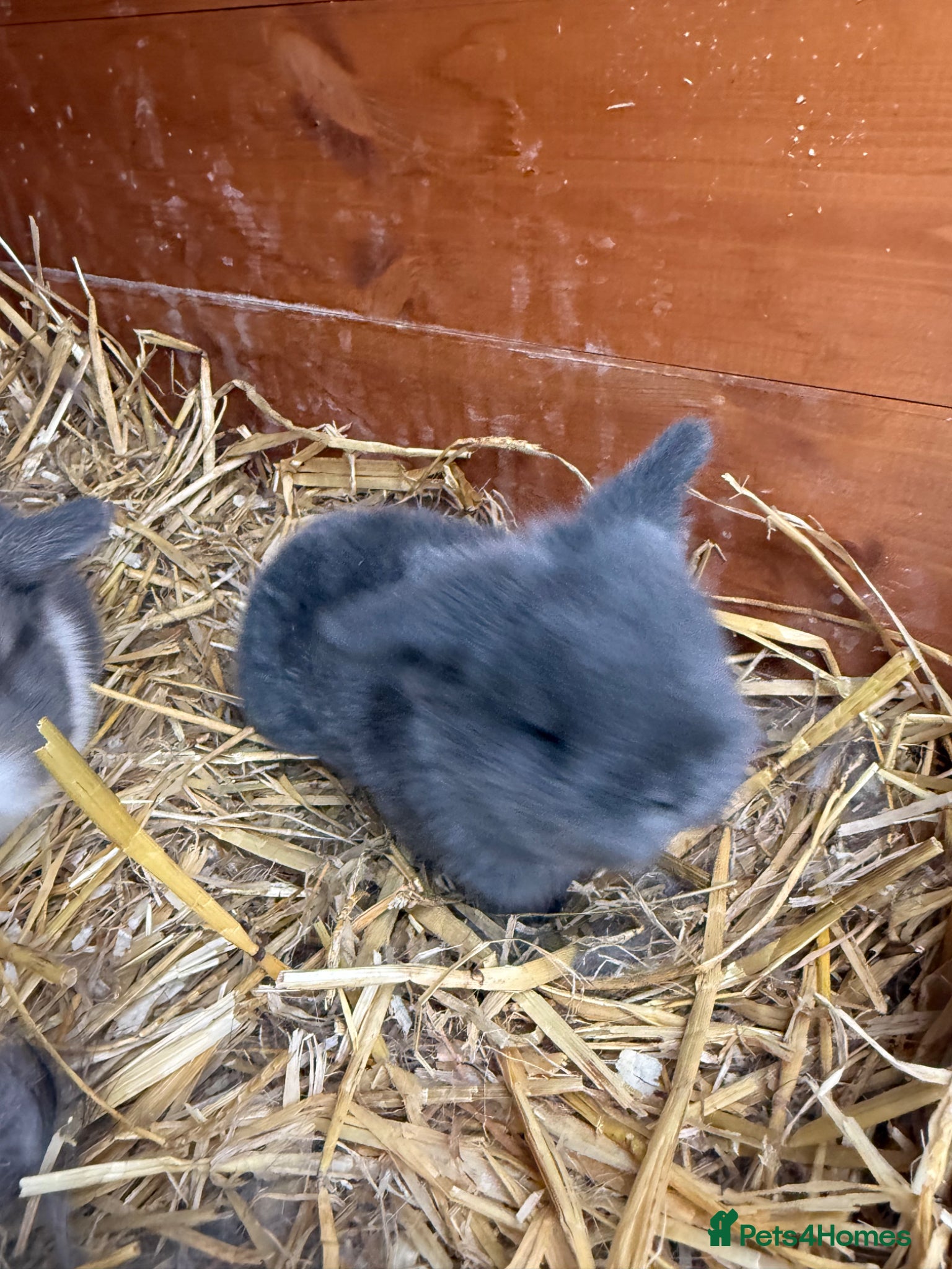 Mini Lop rabbits Blue self buck  - Advert 10